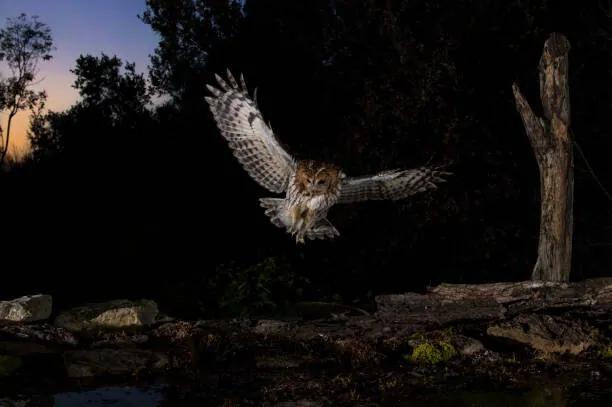 Umelecká fotografie Tawny owl flying in the forest at night, Spain, AlfredoPiedrafita, (40 x 26.7 cm)