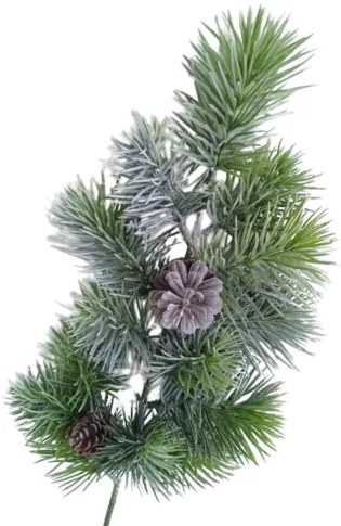 Vetvička srienistá borovica, 59 cm