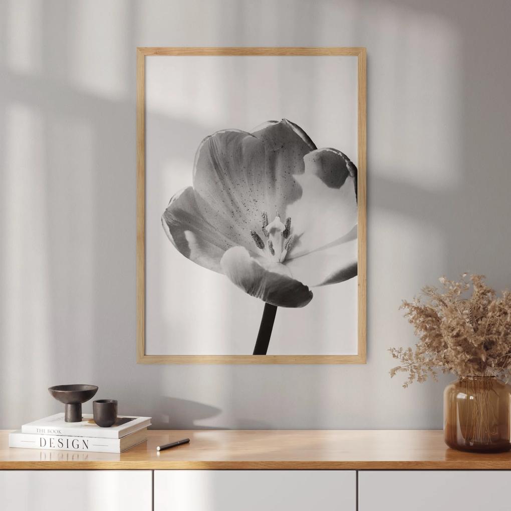 Plagát s fotografiou bieleho tulipánu