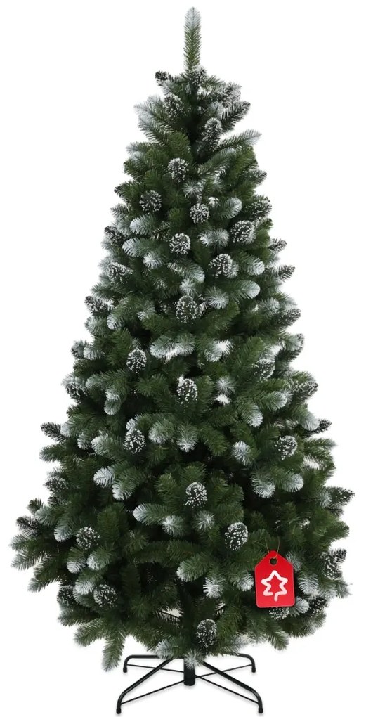 Borovica zasněžená 150 cm