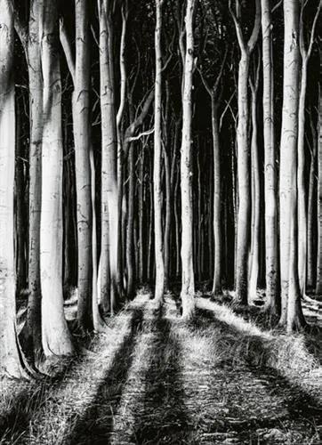 Vliesové fototapety, rozmer 184 x 254 cm, tajomný les, W+G 5106-2V-1