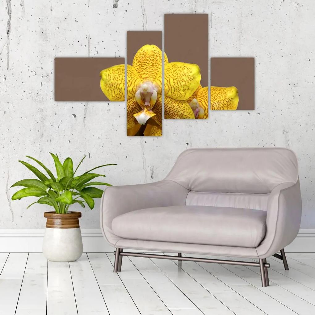 Žltá orchidea - obraz