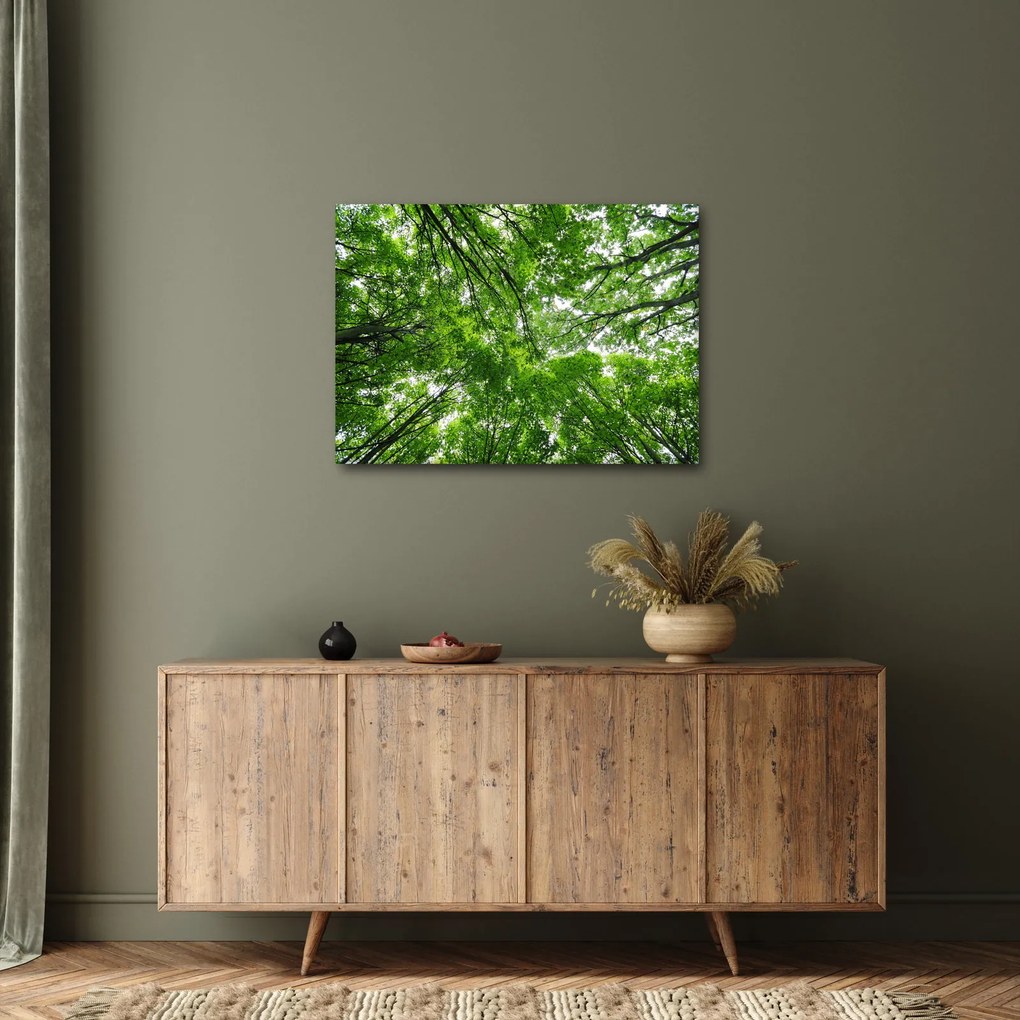 Obraz - Pohľad do korún stromov (70x50 cm)