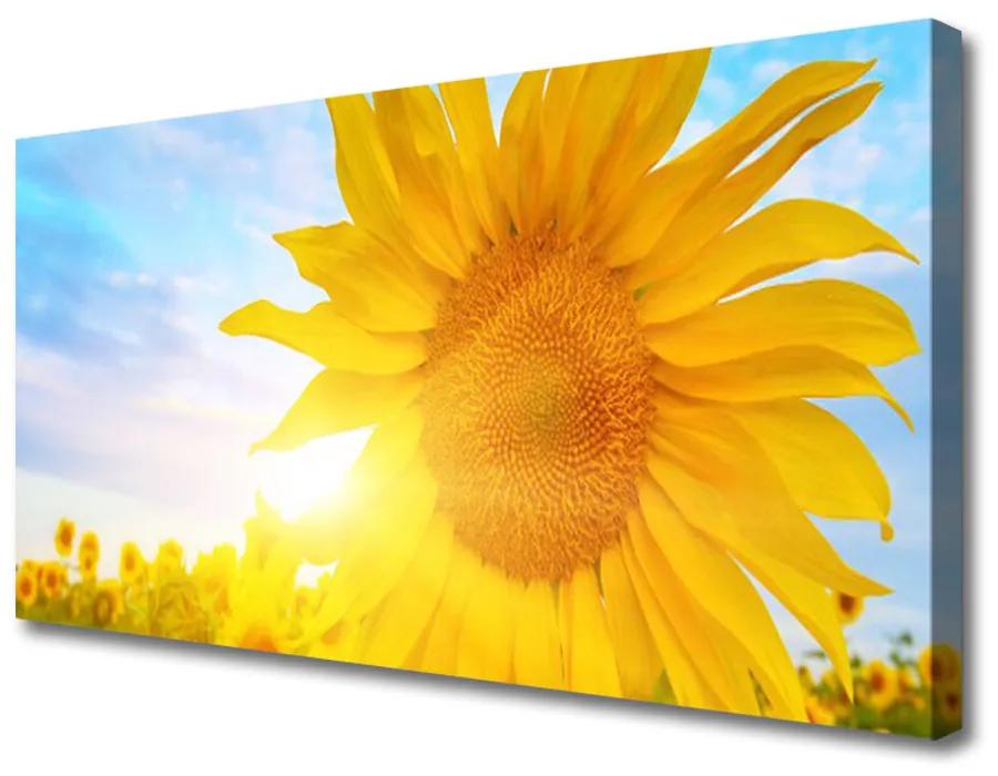 Obraz Canvas Slnečnica kvet slnko 120x60 cm