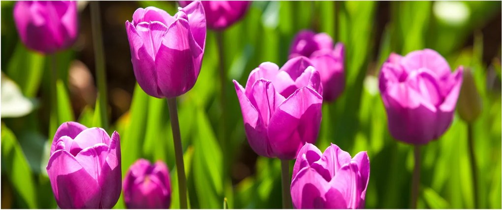 Obraz tulipánov na lúke (120x50 cm)
