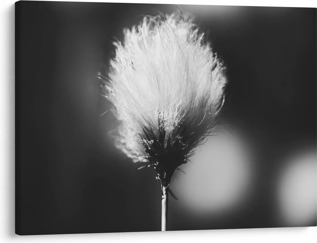 Obraz - Čiernobiely cottongrass (70x50 cm)