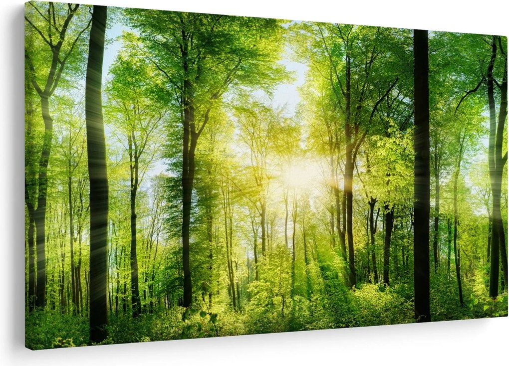 Obraz - Svitanie v lese (90x60 cm)