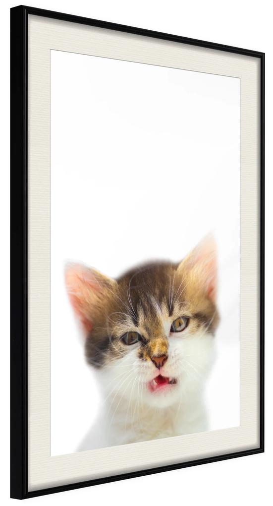 Artgeist Plagát - Vexed Cat [Poster] Veľkosť: 20x30, Verzia: Zlatý rám s passe-partout