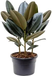 Ficus elastica Abidjan 21x50 cm