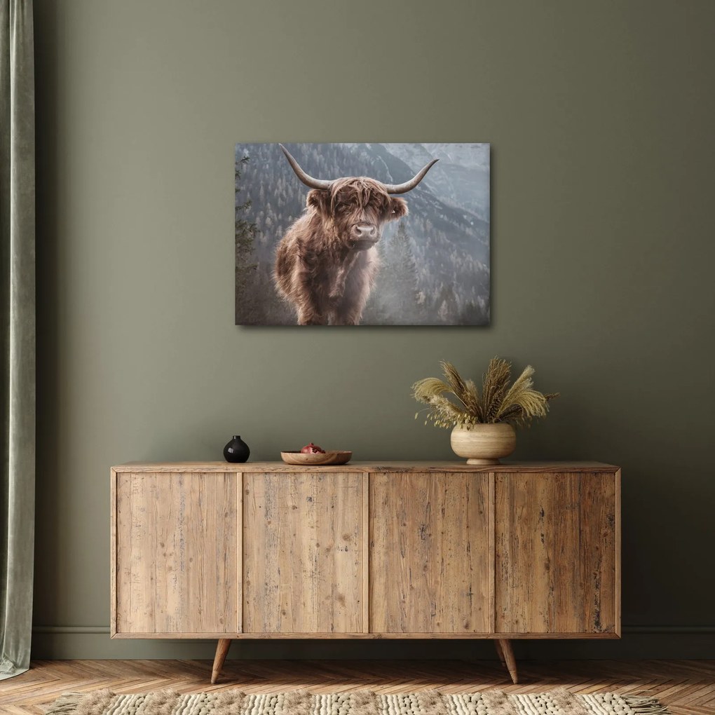 Obraz - Highlander krava (70x50 cm)