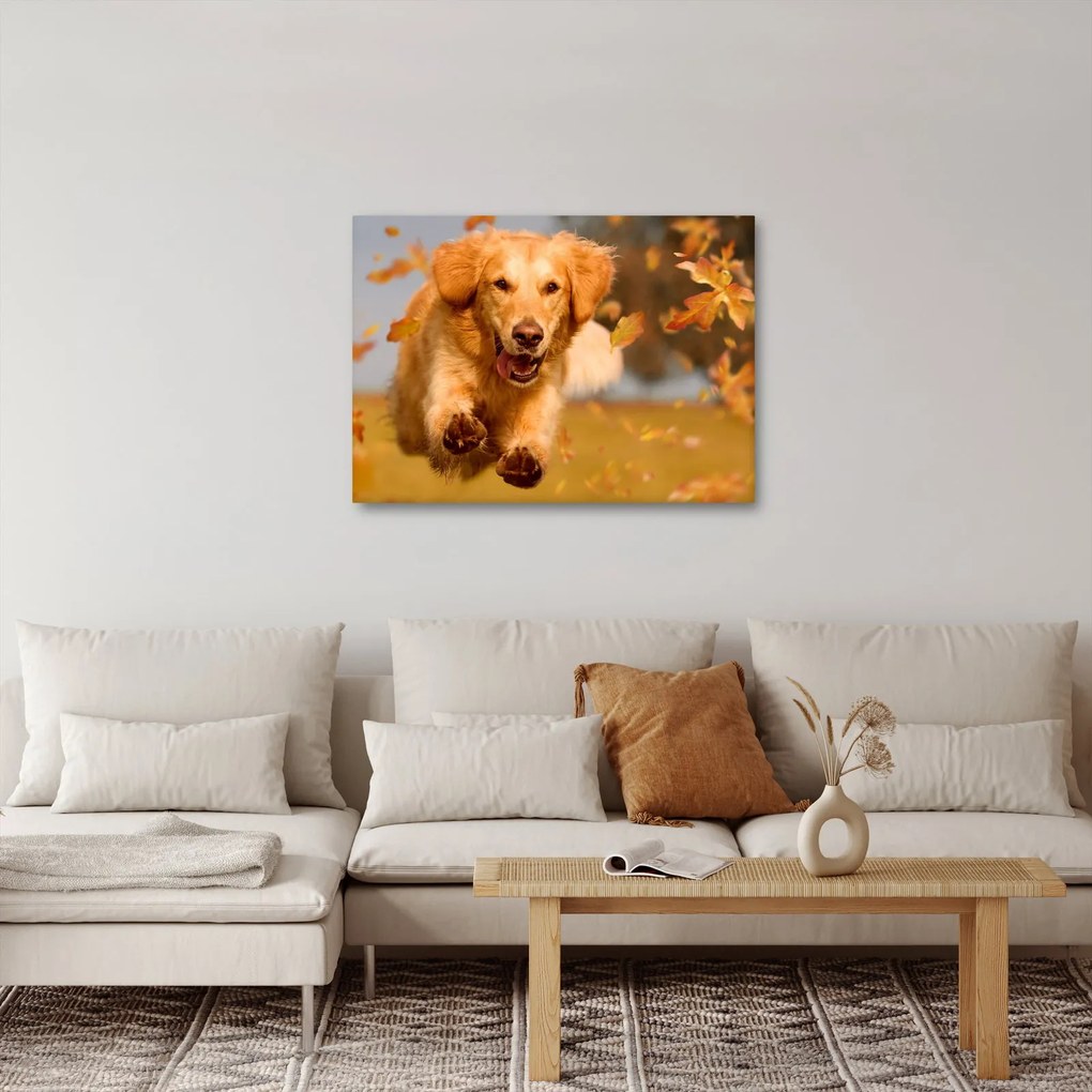 Obraz - Zlatý retriever (70x50 cm)