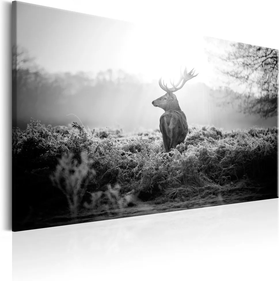 Obraz na plátne Bimago - Black and White Deer 90x60 cm