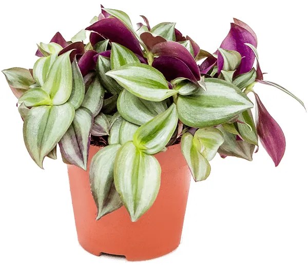 Tradescantia zebrina 6/tray 12x20 cm