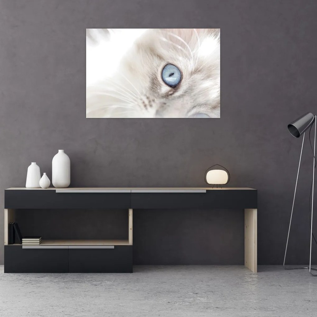 Obraz - Mačka s modrými očami (90x60 cm)