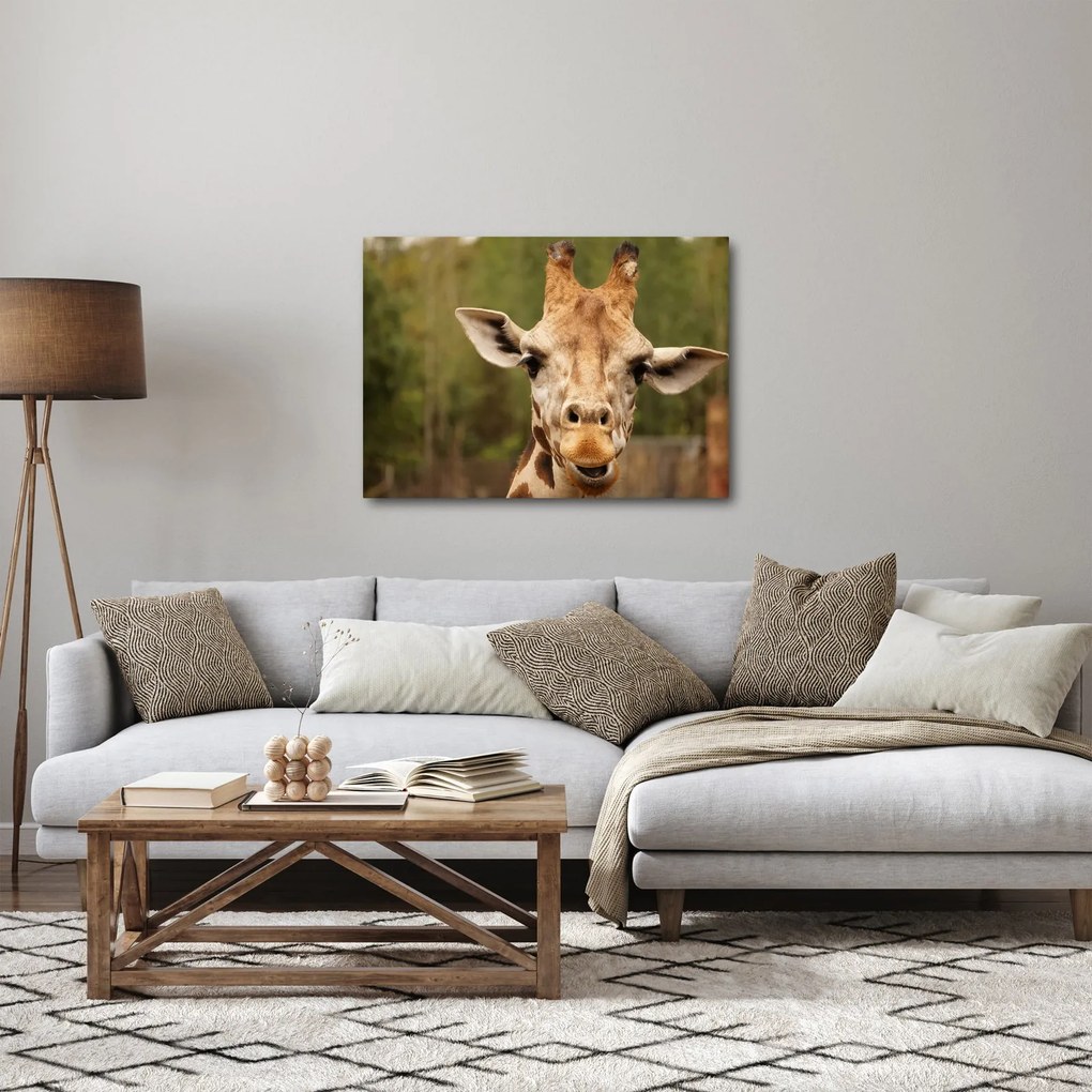 Obraz žirafy (70x50 cm)