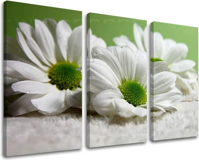 Obraz na stenu 3 dielny KVETY XOBKV111E30 - 120x80 cm