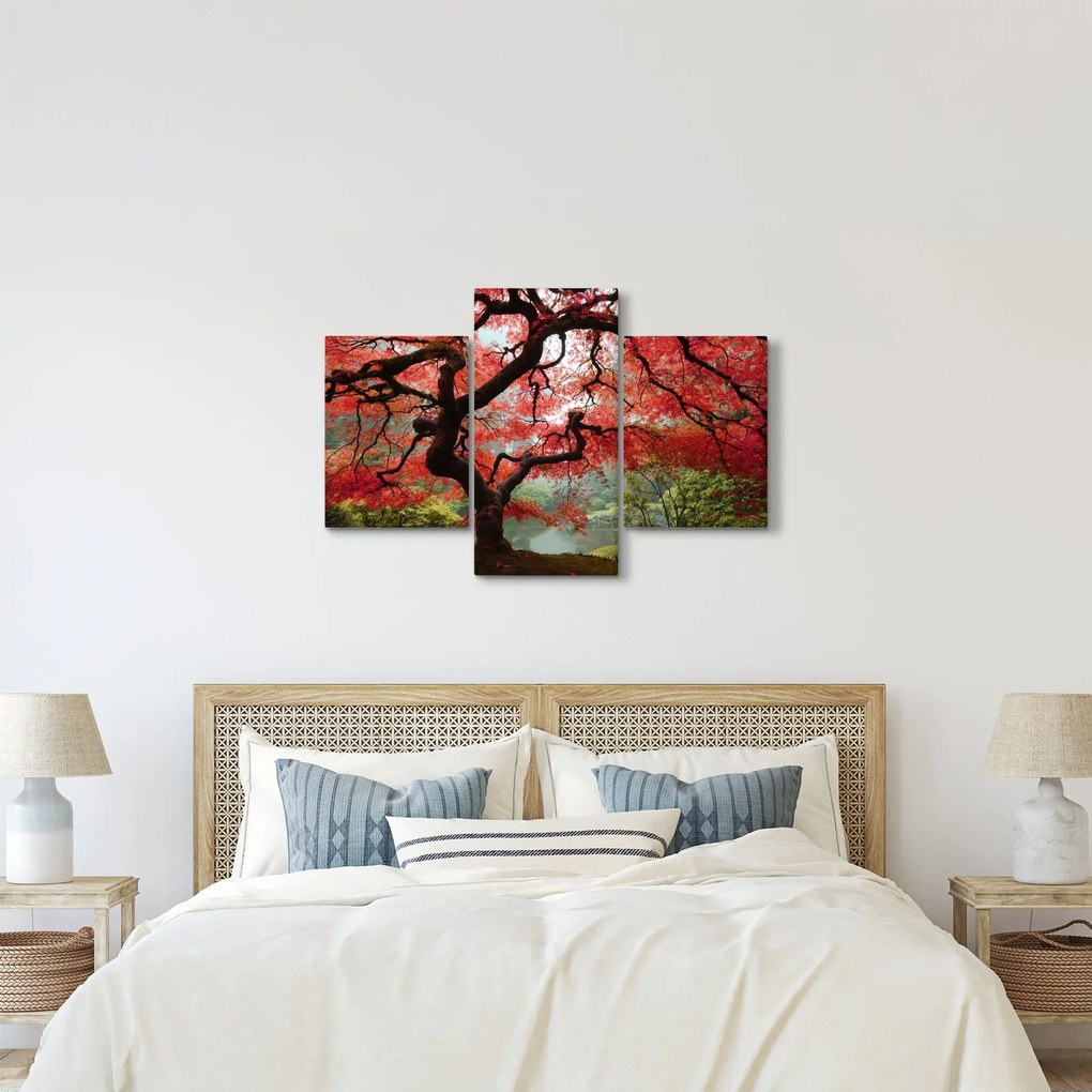 Obraz červeného japonského javora, Portland, Oregon (90x60 cm)