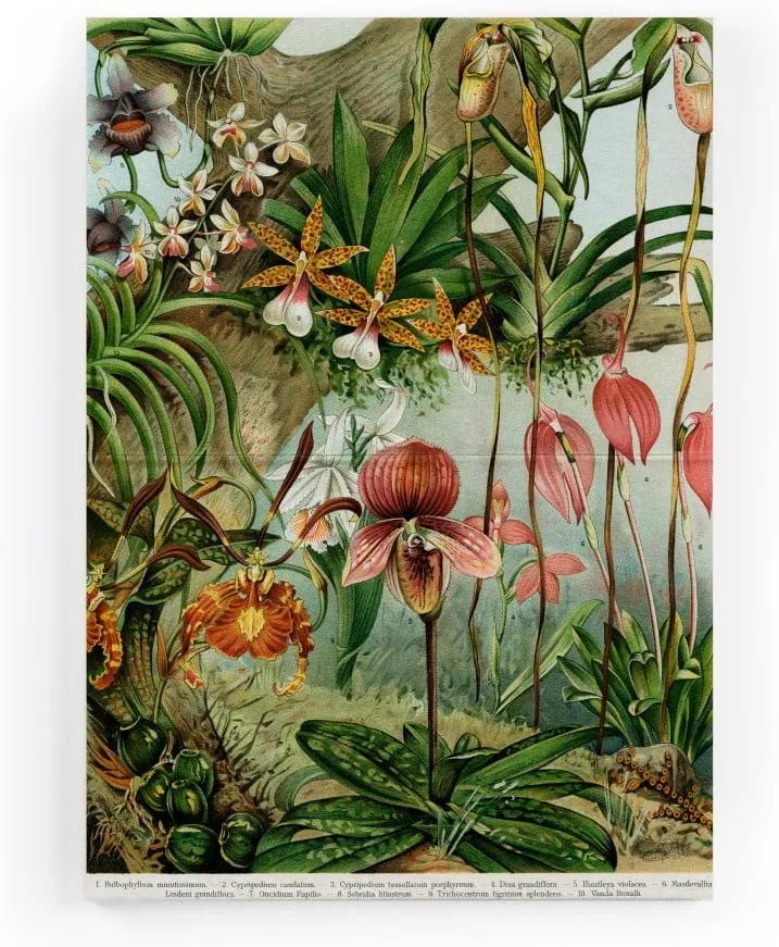 Obraz na plátne Surdic Jungle Flowers, 50 × 70 cm