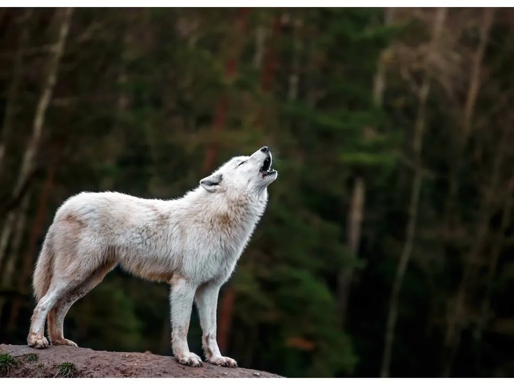 Fototapeta na stenu White Wolf