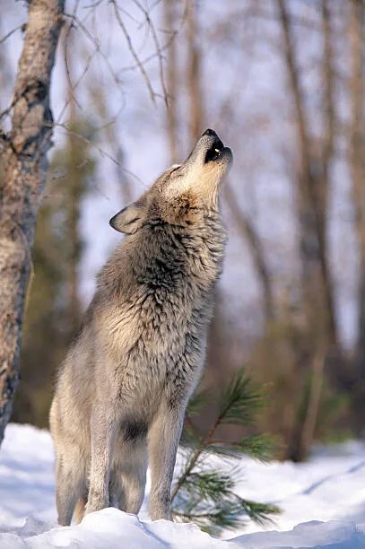 Umelecká fotografie HOWLING GREY WOLF, MONTANA, Art Wolfe, (26.7 x 40 cm)