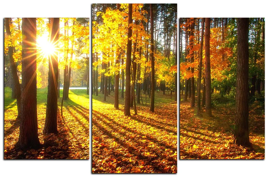 Obraz na plátne - Jesenný les 1176C (105x70 cm)