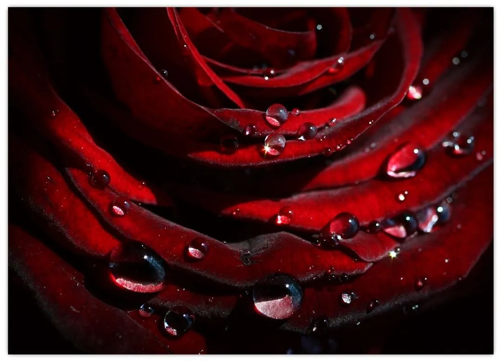 Sklenený obraz - Detail ruže (70x50 cm)