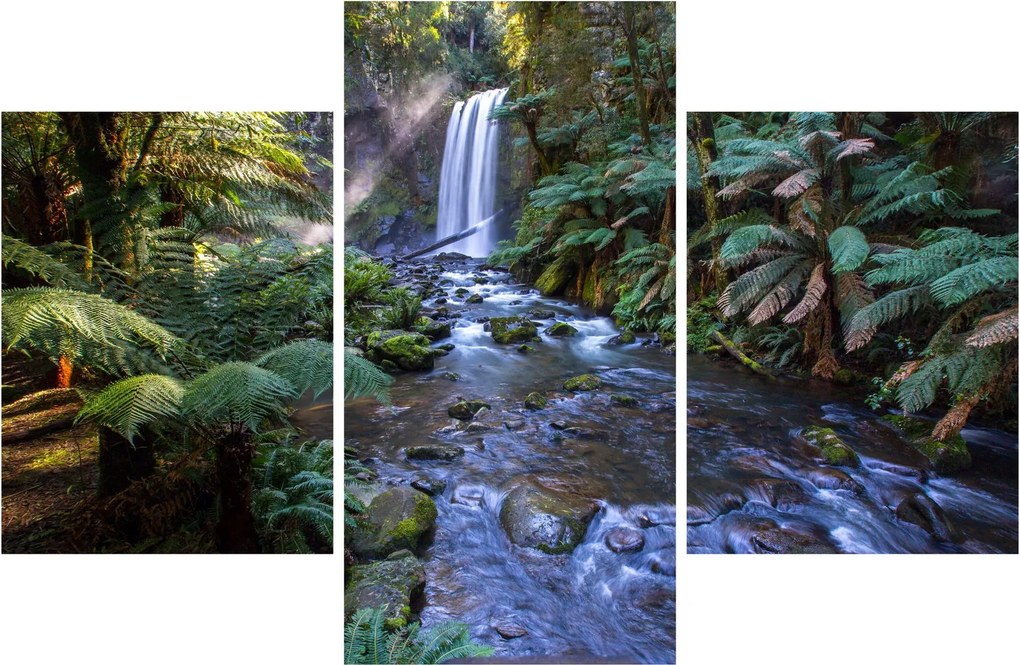 Obraz australského dažďového lesa (90x60 cm)