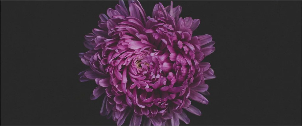 Obraz fialovej kvetiny (120x50 cm)