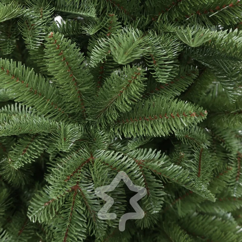 Jedľa Normandská extra hustá 240 cm