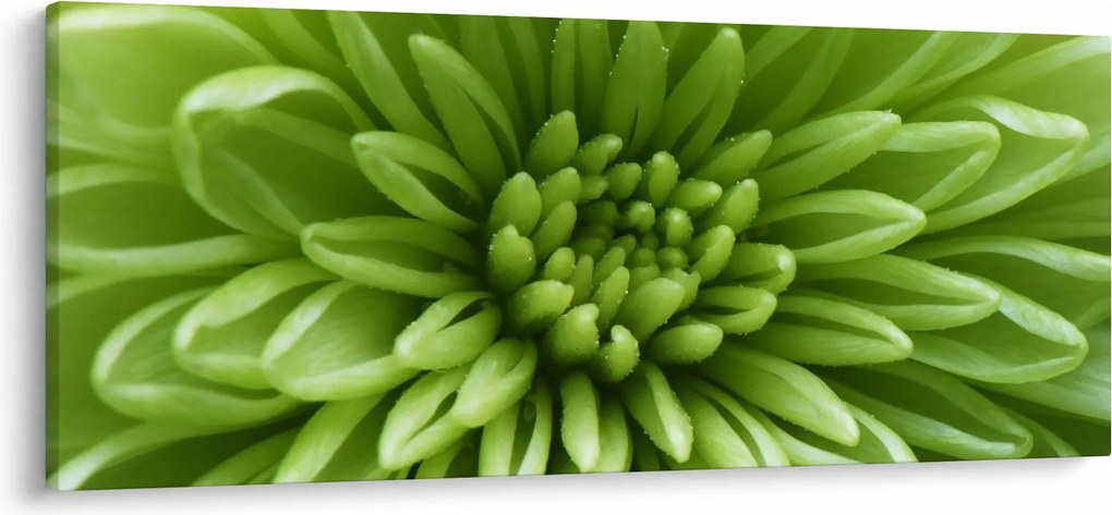 Obraz - Makro snímka rastliny (120x50 cm)