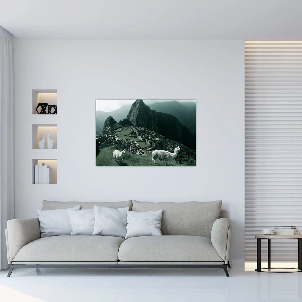 Obraz - Lamy na Machu Picchu v Peru (90x60 cm)