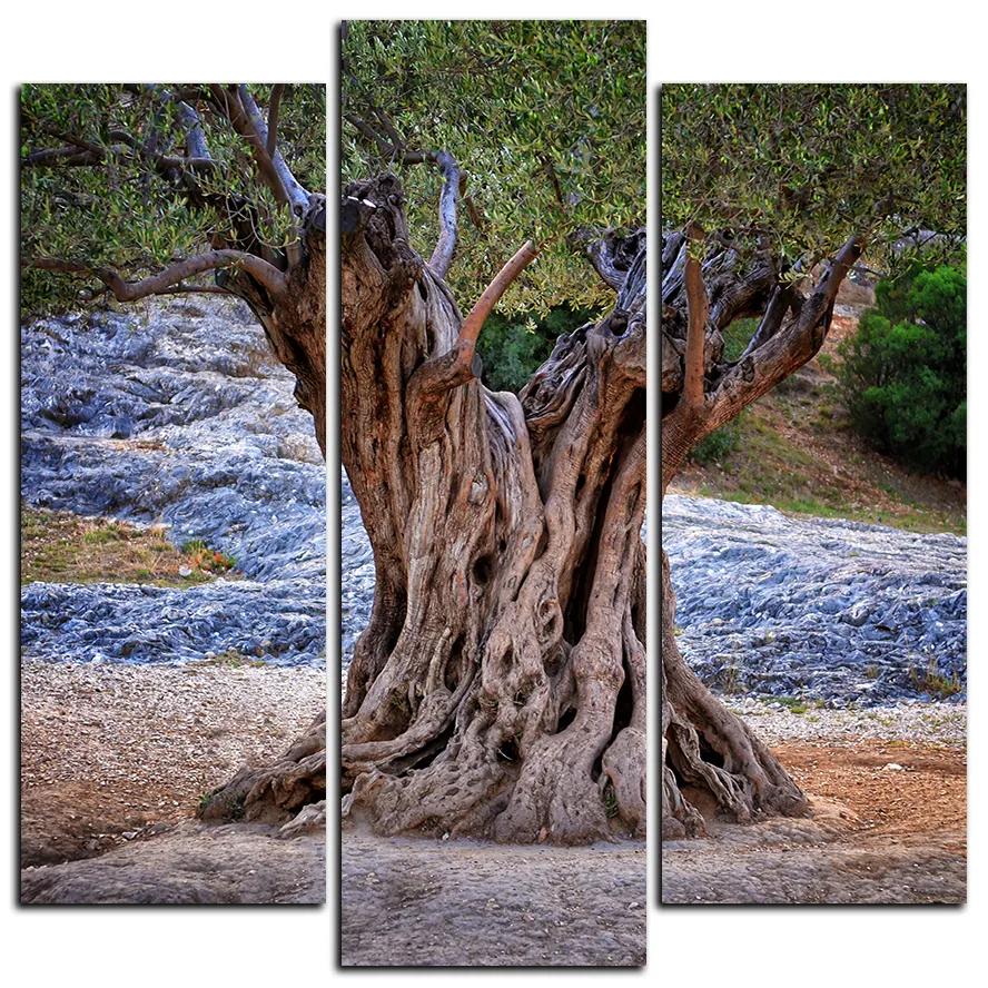 Obraz na plátne - Starý olivovník - štvorec 3181C (75x75 cm)