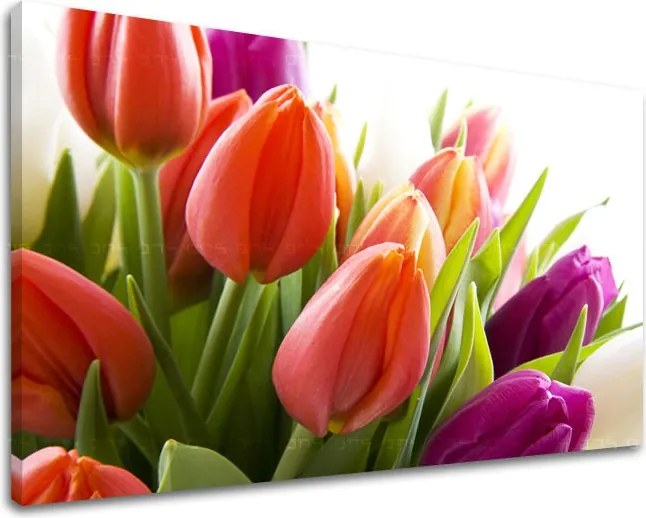 Obraz na stenu KVETY TULIPÁNY XOBKV138E11 - 100x150 cm