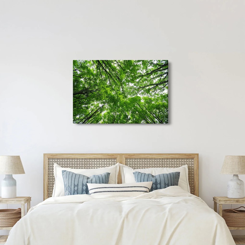 Obraz - Pohľad do korún stromov (90x60 cm)