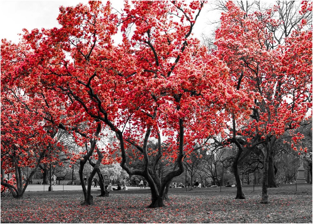 Sklenený obraz - Červené stromy, Central Park, New York (70x50 cm)