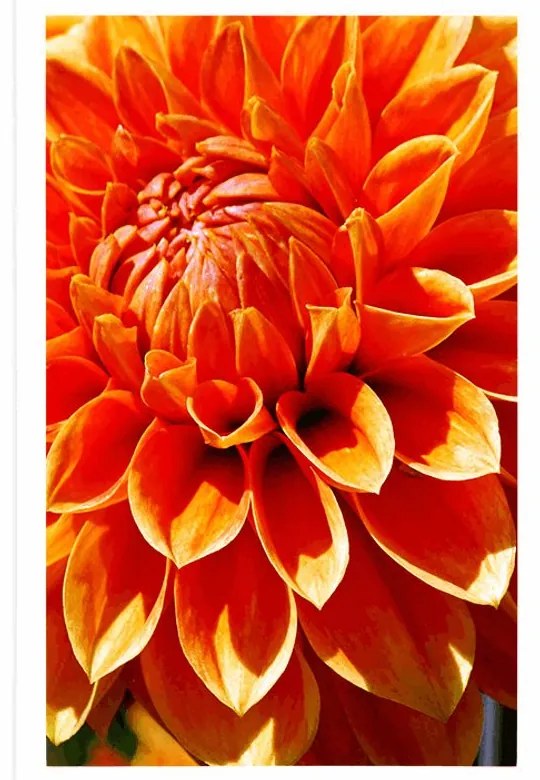 Plagát oranžová dália - 60x90 black