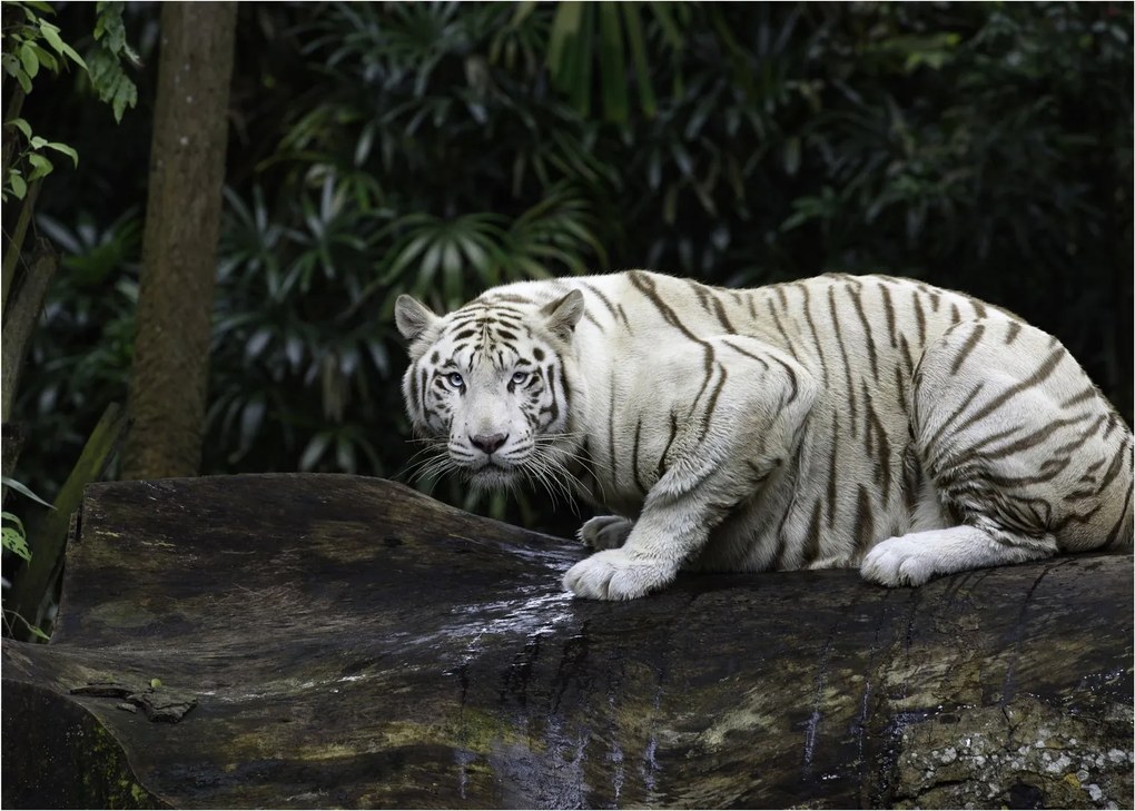Obraz - Tiger albín (70x50 cm)