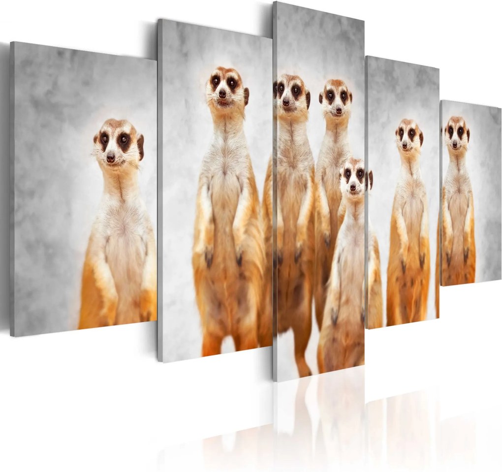 Obraz - Meerkats 200x100