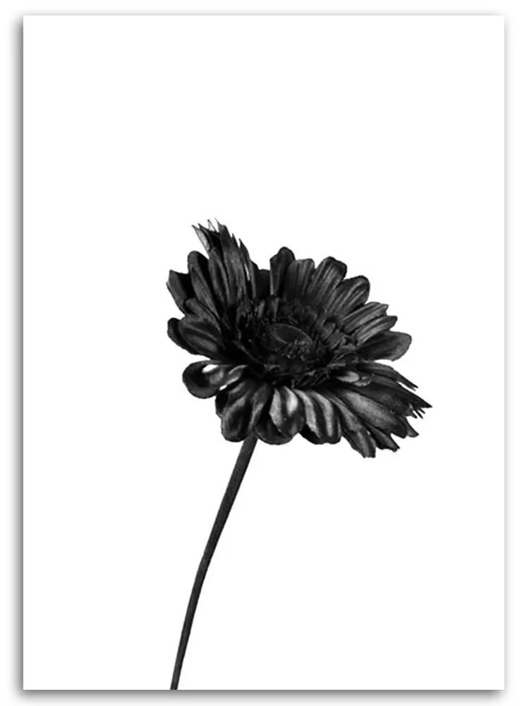 Obraz na plátně Květiny Příroda Černá Bílá - 40x60 cm