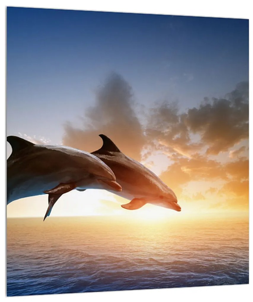 Obraz delfínov (30x30 cm)