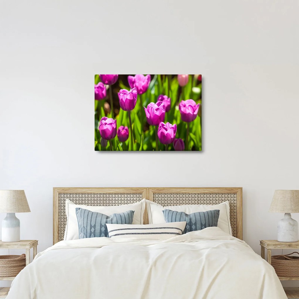 Obraz tulipánov na lúke (70x50 cm)