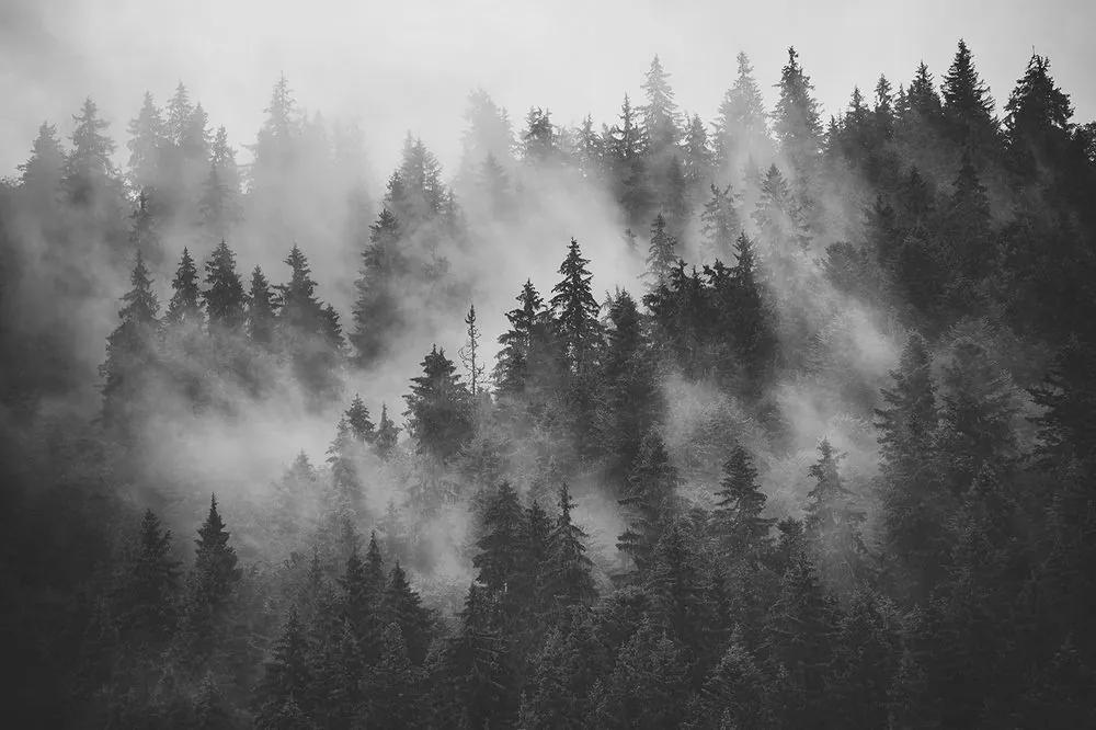 Samolepiaca fototapeta les v čiernobielej hmle - 225x270