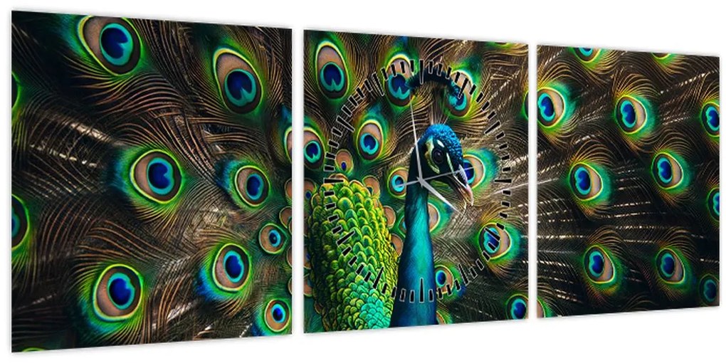 Obraz – Páv (s hodinami) (90x30 cm)