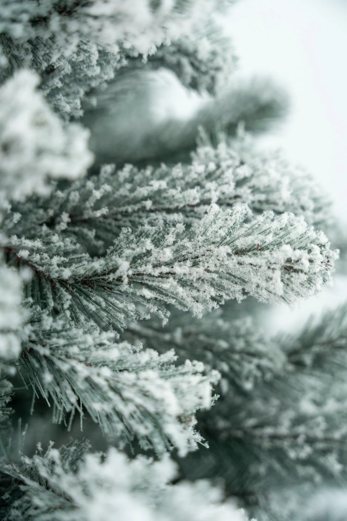 Limpol Jedľa Eliza 150 cm zasnežená