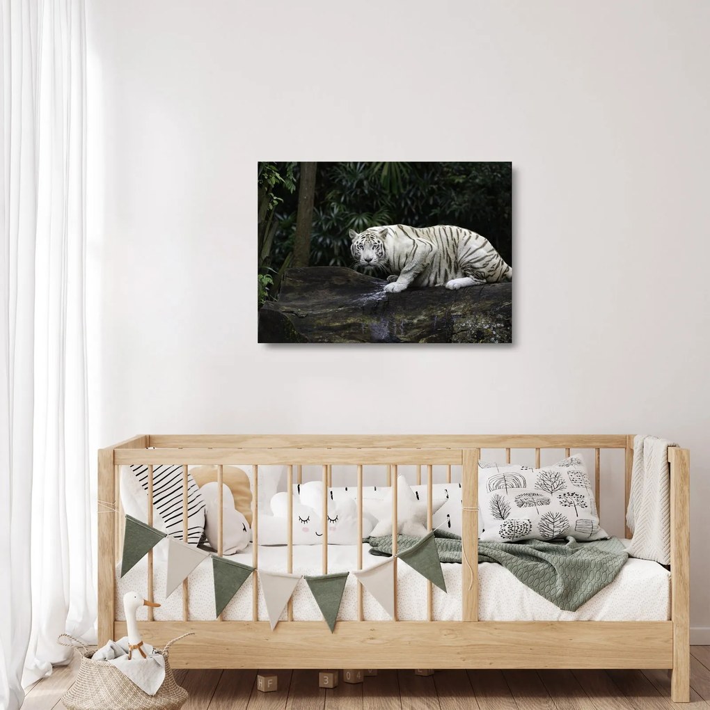 Sklenený obraz - Tiger albín (70x50 cm)