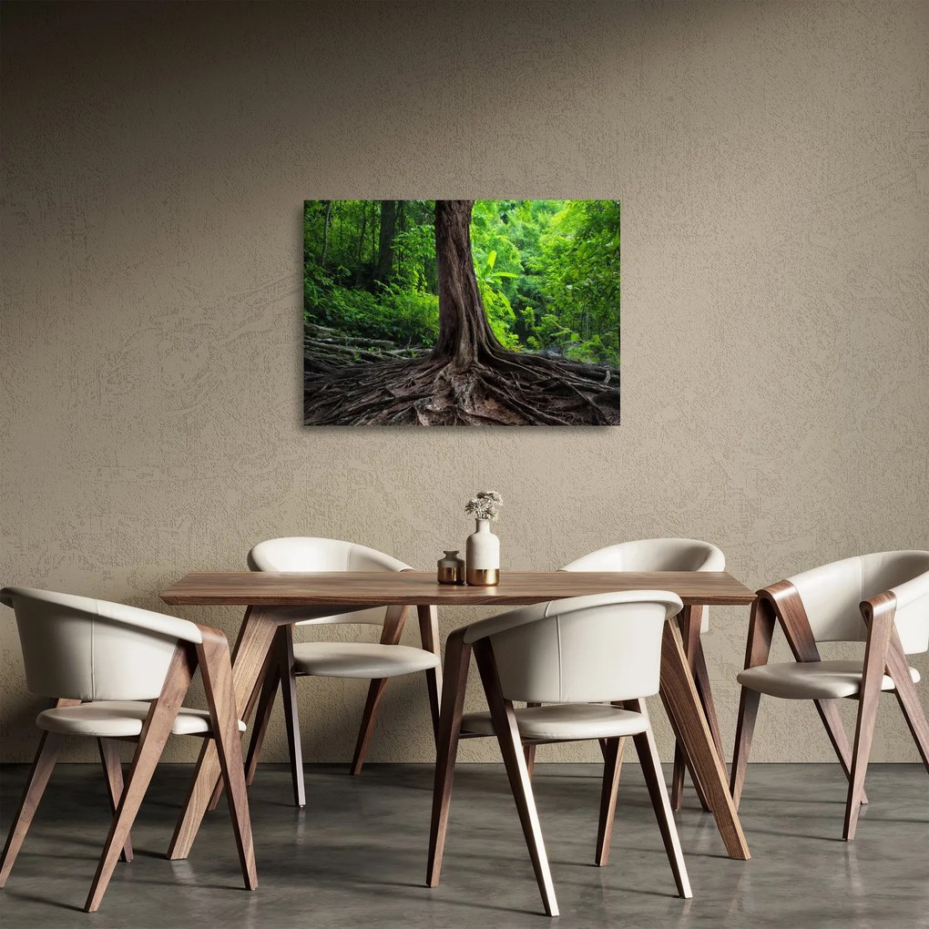 Sklenený obraz - Starý strom s koreňmi (70x50 cm)