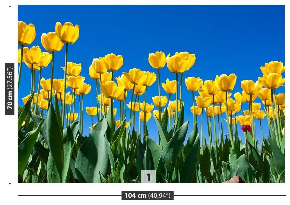 Fototapeta Vliesová Tulipán kvety 104x70 cm