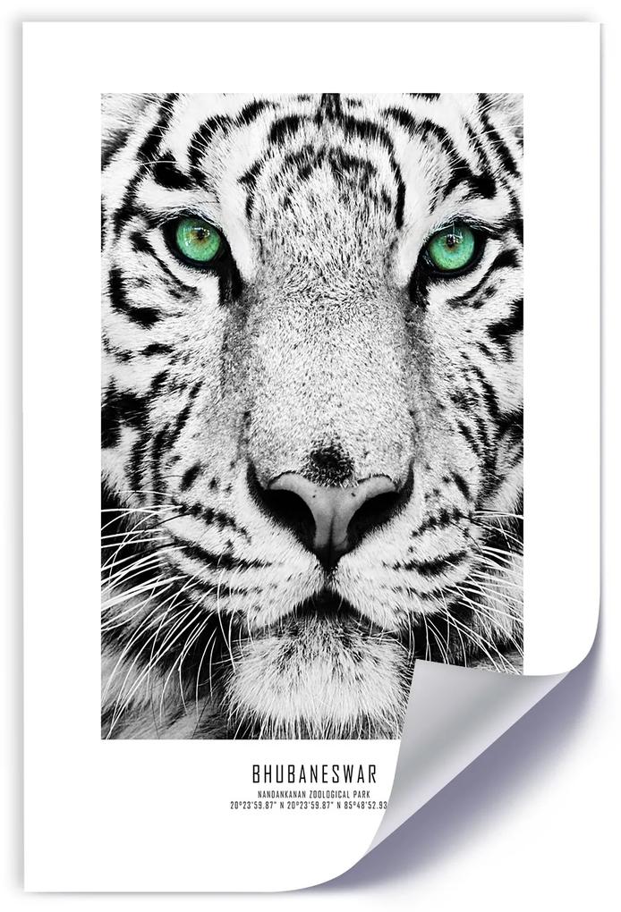Gario Plagát Biely tiger Farba rámu: Bez rámu, Rozmery: 40 x 60 cm