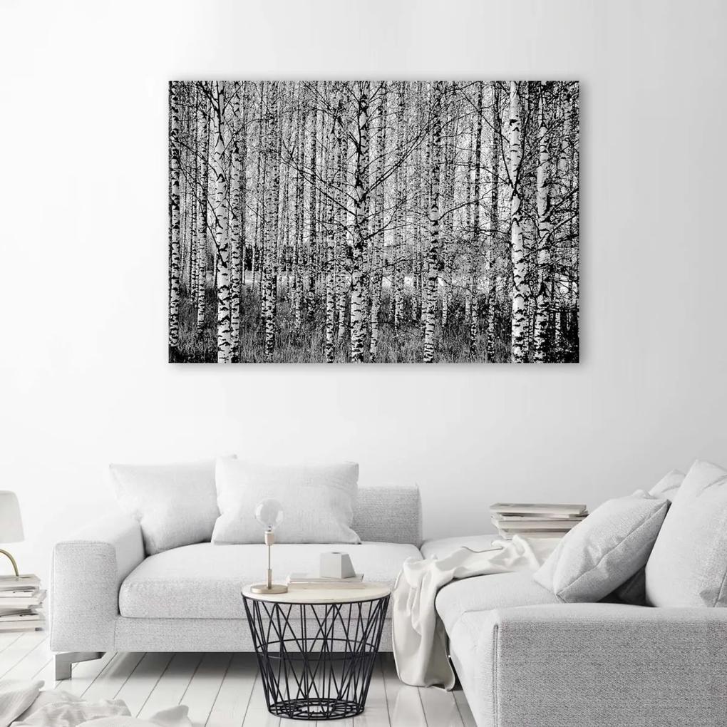 Obraz na plátně Březový les - 60x40 cm