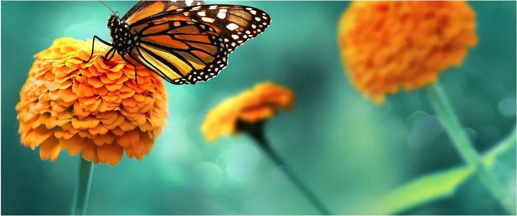Obraz motýľa (120x50 cm)